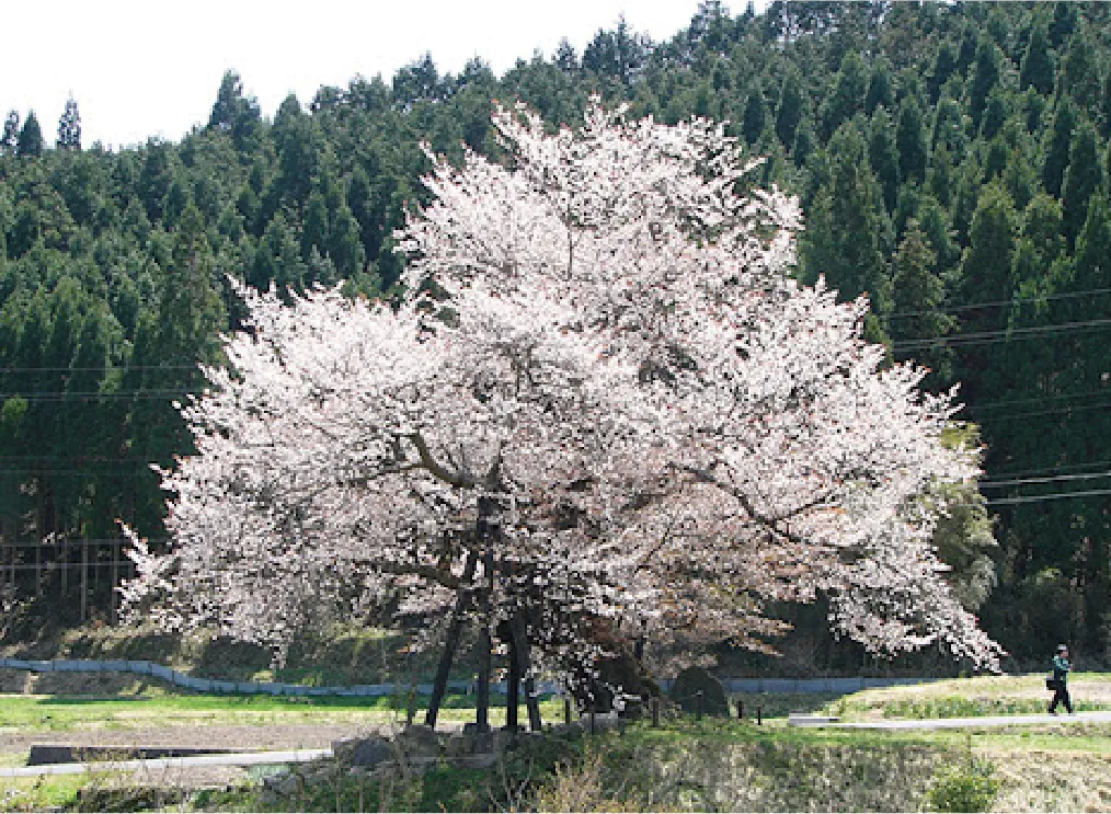 尾所の山桜